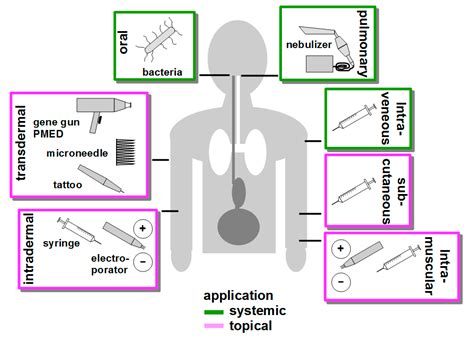 Oral Delivery of a DNA Vaccine Expressing the .